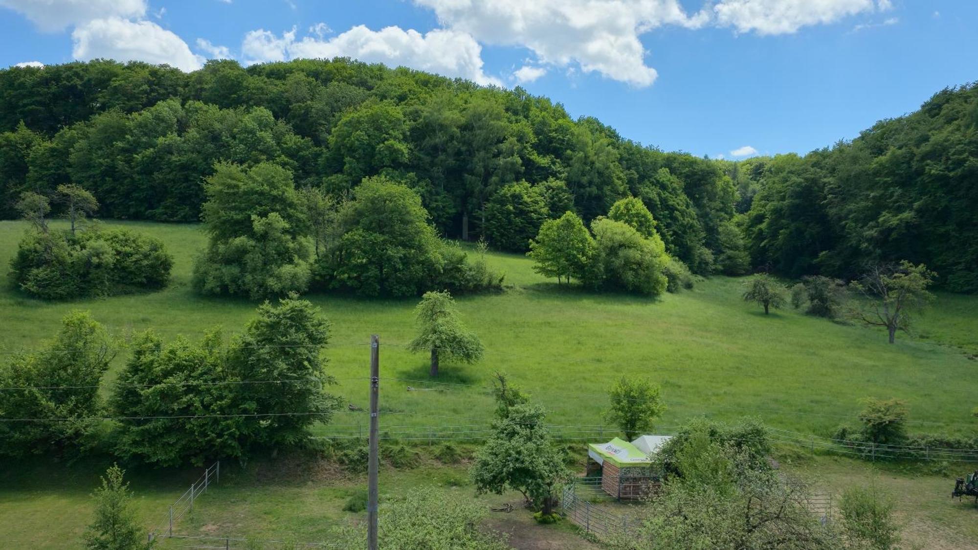 Ferienwohnung - Appartement "Painted Horse" Im Herzen Des Pfaelzer Waldes Reichenbach-Steegen Zewnętrze zdjęcie